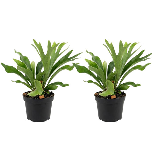 2 Staghorn Fern Live Plants, Stag Horn Fern Live Plant in 4 Inch Pot, Live Ferns Plants Indoor for Home Decor and Hanging Displays