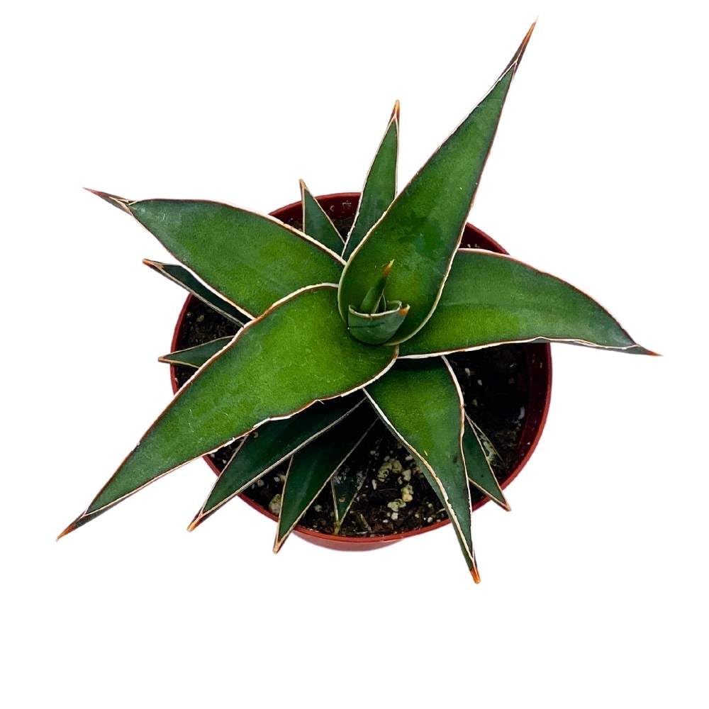 BubbleBlooms Samurai Dwarf 4 inch Sansevieria Lavranos Banana Ehrenbergii, Star Exotic Snake Plant