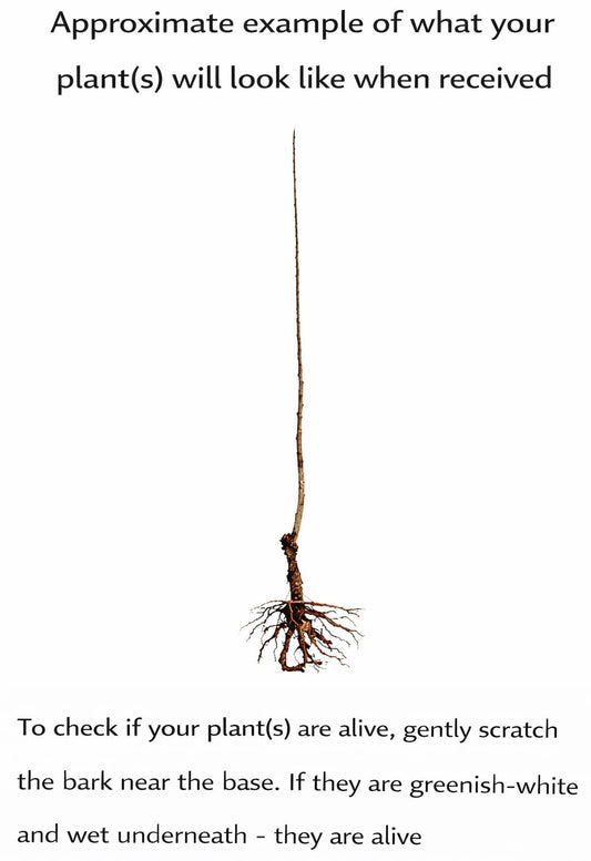 Staghorn Sumac Shrub/Bush - 18-24" Tall Live Plant - Native Fast Growing Ornamental Tree - Rhus typhina