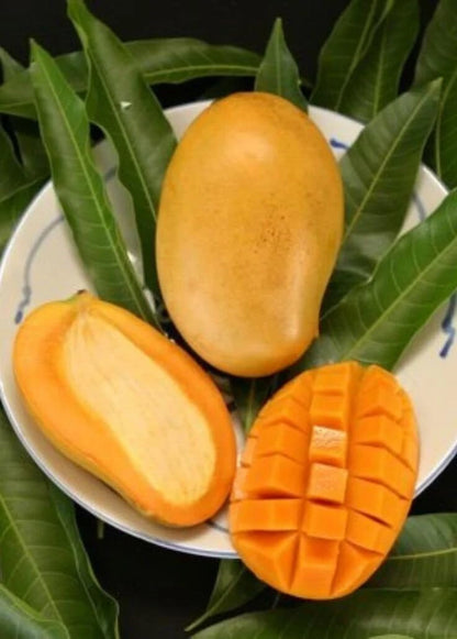 Live Plant - Grafted (Mallika) Mango 1'-3'
