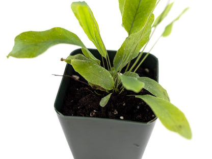Sprig & Stone Live Mini Ferns Terrarium Plants (Blue Star)