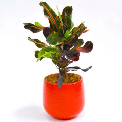 Croton Mammy Live Plant for Indoor | Different Houseplants in 4'' & 6'' Pot | Real House Plant for Living Room, Office, Desk & Bathroom | Codiaeum | Mammy