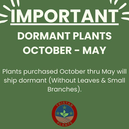 Generic Two Seedling of White Oak Trees - Quercus robur - 10"" to 14"" Tall (See State Restrictions), green