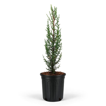 Dwarf Italian Cypress Tree – Live Mediterranean Evergreen for Landscaping, Low Maintenance, Air Purifying Outdoor Plant, Perfect for Garden Hedges and Privacy Screens (2gal Pot 3-4ft)