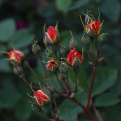 Heirloom Climbing Roses, Live Own Root Plant for Outdoor Garden, Piñata, Lightly Fragrant, Hardiness Zones 5-10, Continual Blooming