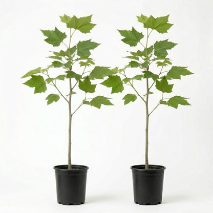2 American Sycamore Tree, Quart Pot - 12-18 Inch Tall, Vigorous Growth Habit with Unique Peeling Bark for Winter Interest