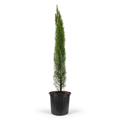 Dwarf Italian Cypress Tree – Live Mediterranean Evergreen for Landscaping, Low Maintenance, Air Purifying Outdoor Plant, Perfect for Garden Hedges and Privacy Screens (2gal Pot 3-4ft)