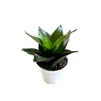 Hopewind Plants Shop Snake Plant, Sansevieria, Live Indoor Plant, Easy Care, Air Purifying Plant, 4 inch Pot (Jade Star)