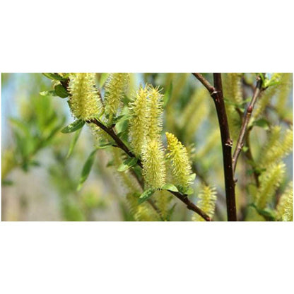 Weeping Willow - 1 Gallon Established Potted Plant - Salix babylonica, Fast Growing Tree, Shade Tree,