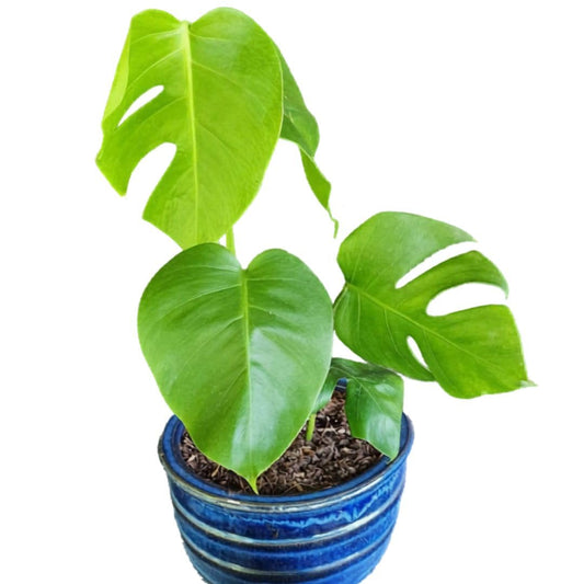 LEAL PLANTS ECUADOR Monstera Deliciosa Live Plant| Large Indoor Swiss Cheese Plant | Tropical Air-Purifying Houseplant with Unique Perforated Leaves | Easy Care Monstera Indoor House Plant