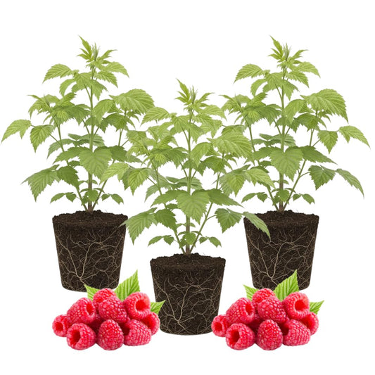3 Raspberry Plants Live, Sweet Raspberry Bush Live Plants, Well-Rooted 5-8 Inch Height, Raspberry Shrub Outdoor, No Pot (Red Raspberry)