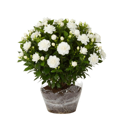 2 Jasmine Plant Live, Frost Proof Gardenia Plants Cape Jasmine Live Plant Between 5 and 7Inc Tall Outdoor Planting Indoor