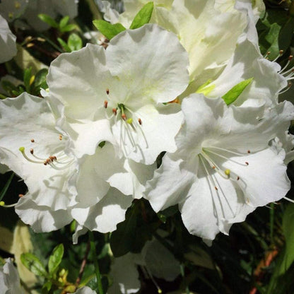 Azalea Pleasant White, 3 Gallon, Low Growing Evergreen Shrub, Part Sun, White Blooms