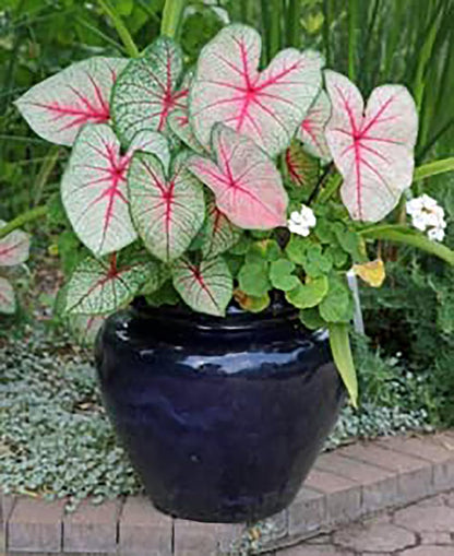 Dwarf Gingerland Caladium Bulbs - White with Red Marks - Top Size Roots - Hardy in Zones 9-11 - Compact Foliage for Gardens and Containers