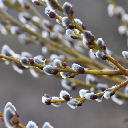 Pussy Willow Live Plant, 6-12 Inch Tall Shrub in 2.5 Inch Pot, Hardy Willow Tree for Spring Blooms and Garden Borders