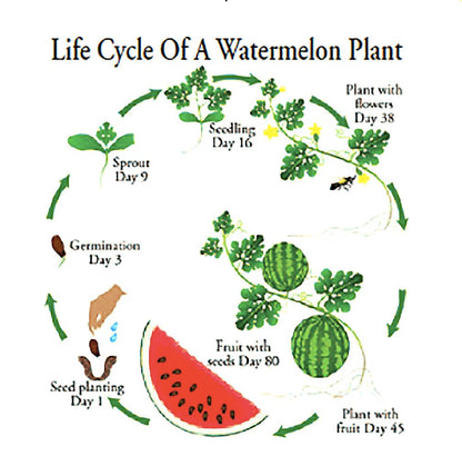 Delicious: Tendersweet Orange Watermelon Seeds - Produces Watermelons up to 15-30 Pounds!…