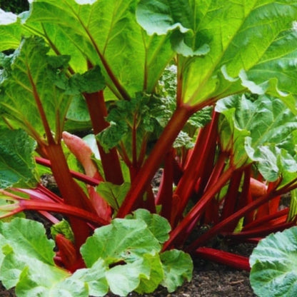 Red Rhubarb Plant for Planting, Rhubarb Bare Roots, 4 to 6 Inc in Height, Perennial Vegetable Plant, Zone 3 to 8