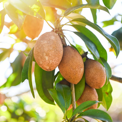 Sapodilla Tree Live Plant to Grow Outdoor 2 to 3 Feet, in 3 Gallon Pot, Sapodilla Plant Live, Cannot Ship to CA