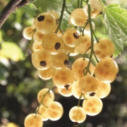 1 Live Currant Bush Plant Fast Growing, Ready Bear Fruit Within 1 Year - No NC, WV, NH, 6-14" Tall, Great for Backyard or Orchard Growing, Currant Plant (Random)