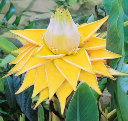 Live Plant - Chinese Dwarf Yellow Banana/Golden Lotus Musella Lasiocarpa Live Starter Plant