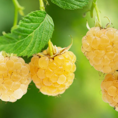 2 Fall Gold Raspberry Plants Live, Sweet Raspberry Bush Shrub to Grow, Well-Rooted 4-8" in Tall, Cold Hardy