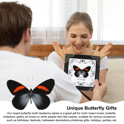 Butterfly Framed Decoration Handmade Taxidermy Butterfly Shadow Box Collection Framed Butterfly Taxidermy for Gothic Home Decor