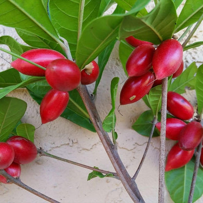 Miracle Fruit Tree 1-2ft Tall, Miracle Fruit Tree Plant Live for Planting in Garden, in 1 Gallon Pot, No Ship to CA