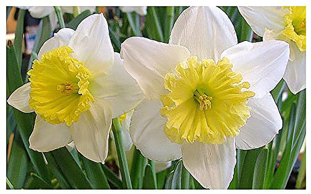 5 Merlin Narcissus Bulbs - TOP Size Daffodil Bulbs