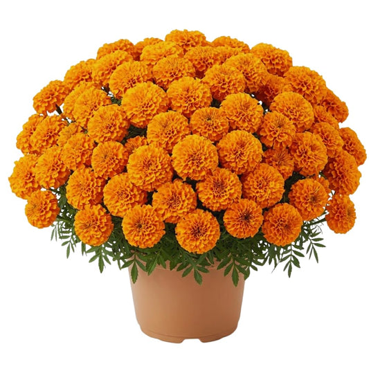 Set 2 Orange Marigold Live Plants, Marigold Plants Live Potted, Marigold Flowers Live Plants