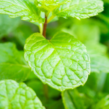 Mint Plant Live, 3 Mojito Mint Herb Plants, 4 to 6 Inc Tall, Fragrant Perennial Plants for Gardening Outdoor, No Pot