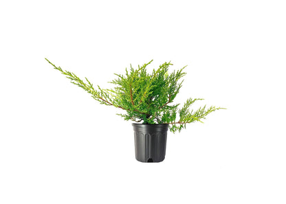 Juniper Kallay - 1 Live Gallon Size Plant - Juniperus Chinensis - Drought Tolerant Cold Hardy Evergreen Groundcover