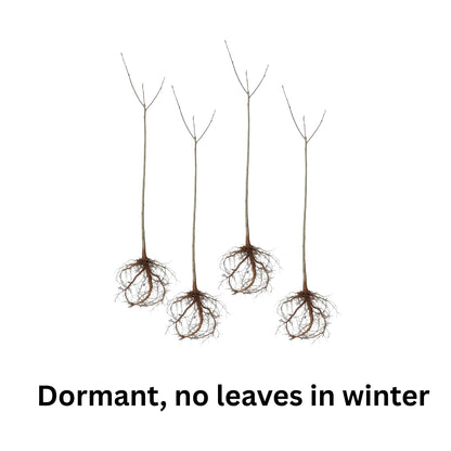 4 Willow Oak Tree Seedlings 1-1.5 Feet Tall, Hardy Shade Trees, Fast-Growing Oak Tree for Growing Outdoor, Winter Dormant