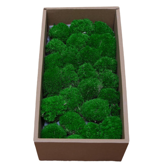 Cigarlemon Preserved Moss for DIY Crafts - 1.5 sq.ft Natural Dried Moss for Terrarium, Fairy Garden, Home Decor, Wall Art, Floral Arrangements - Flexible Real for Creative Projects, Dark Green