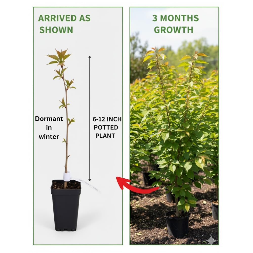 Cherry Blossom Tree, Live Ornamental Tree 6-12" Tall in Pot, Beautiful Spring Blooms for Outdoor Planting (Weeping Cherry Blossom)