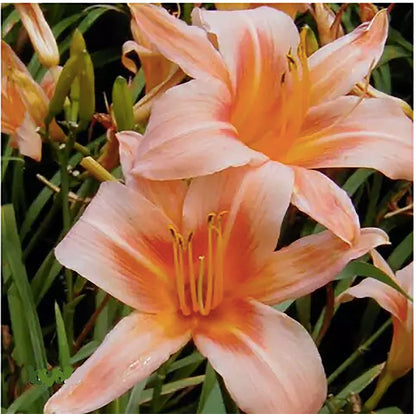 Pink Daylily - Bare Root Plant, Hardy Perennial for Zone 4, Delicate Pink Blooms, Low Maintenance, Ideal for Full Sun or Partial Shade, Perfect for Garden Borders & Landscapes