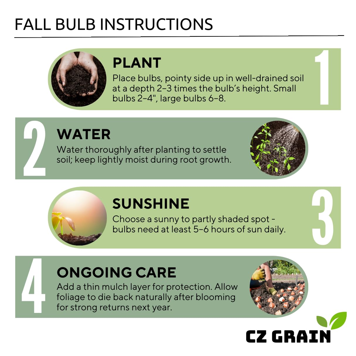 Constellation Caladium Bulbs for Planting - Perennial Hosta, Elephant Ears, Fancy (10 Bulbs)
