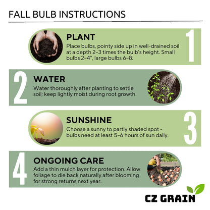 Dragon Heart Caladium Bulbs for Planting - Perennial Hosta, Elephant Ears, Fancy (6 Bulbs)