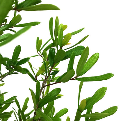 Live Oak Tree, Evergreen, Nut Producing, Long Living, Canopy/Shade Tree, 2-3 ft Tree Height, 1 gal. Nursery Pot (Due to Agricultural Laws, we Cannot Ship to CA, AZ, AK, or HI)