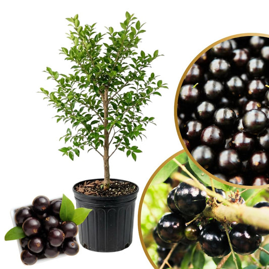 Black Jaboticaba Sabara Live Plant, Jabuticaba Tree in 3 Gallon Container, 2 to 3 Feet Height, Tropical Fruit Plant for Home Garden, No Ship to CA