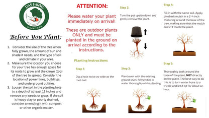 Pee Gee Hydrangea - Live Plant Shipped 2 to 3 Feet Tall by DAS Farms