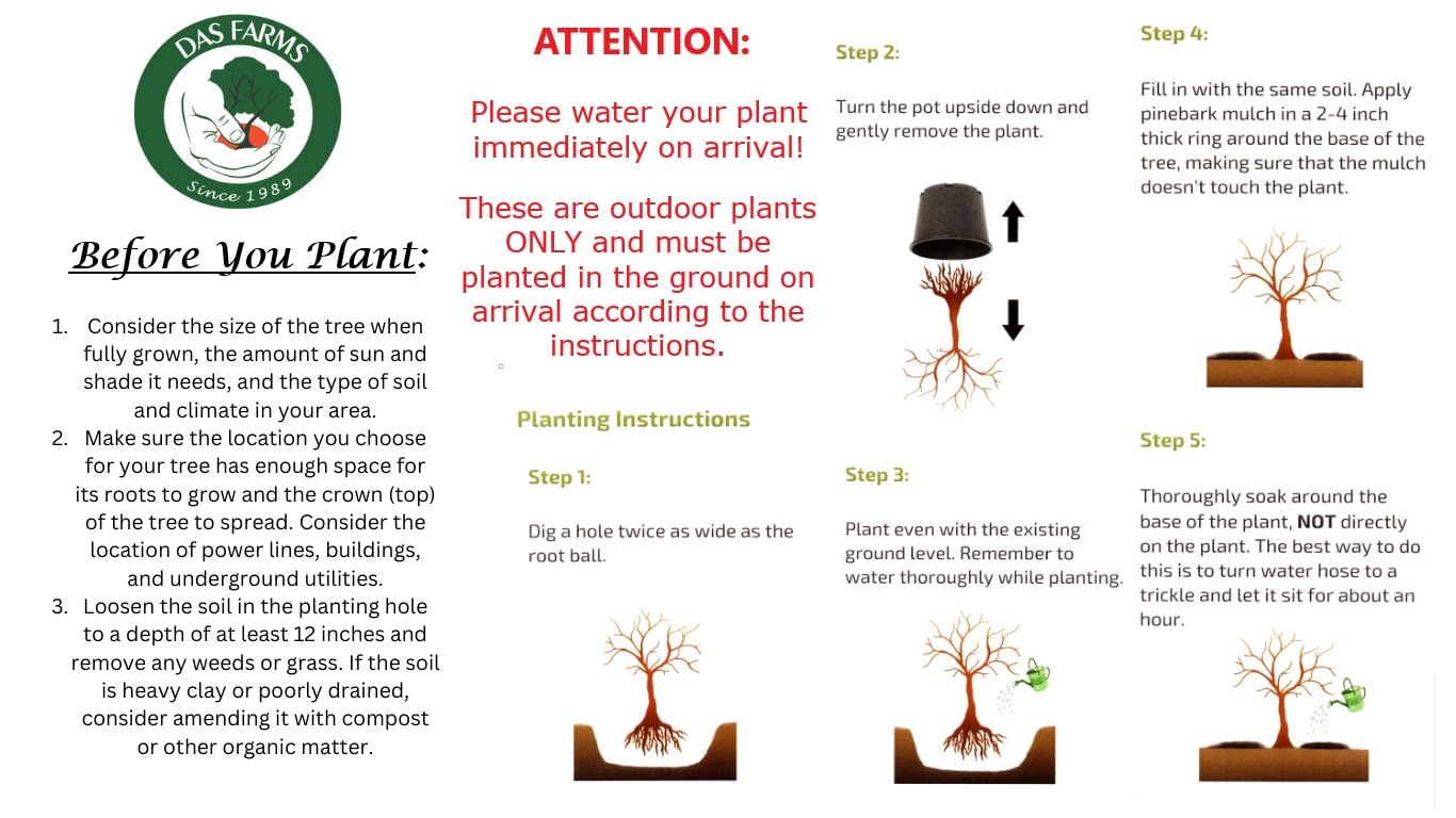 Two Pack of Pragense Viburnum - 2 Live Plants Shipped 2 to 3 Feet Tall by DAS Farms