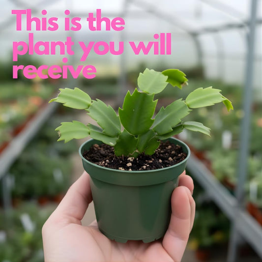 2 Pink Christmas Cactus Live Plant, 5-6 Inch Tall, Easy to Care Indoor Winter Houseplant for Office Desk and Patio Decor, Vigorous Live Holiday Plant