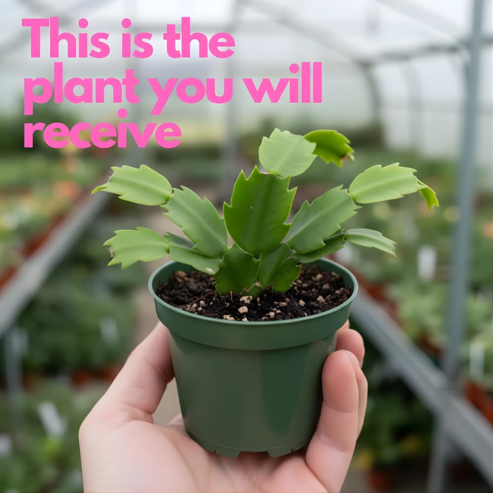 2 Orange Christmas Cactus Live Plant, 5-6 Inch Tall, Easy to Care Indoor Winter Houseplant for Office Desk and Patio Decor, Vigorous Live Holiday Plant
