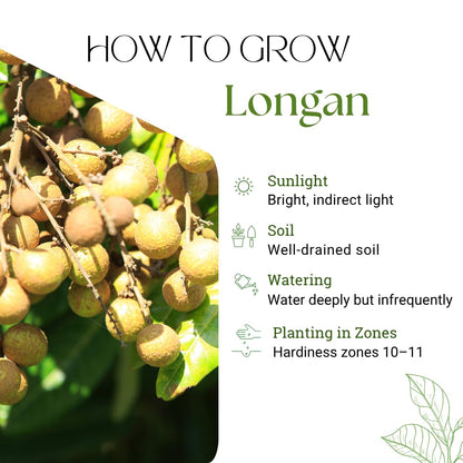 Longan Tree Live Plant, Longan Plant, Well Rooted, 2-3 Feet Tall, Edible Tropical Fruit Plant for Outdoor Planting, No Ship to CA