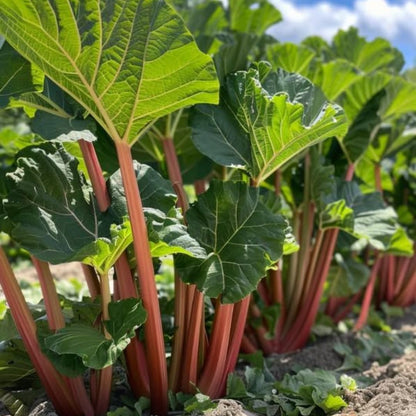5 Rhubarb Roots Plants for Planting, 3-5 Inch Size, Well-Rooted Perennial Vegetable Starter, Cold-Hardy Plant for Backyard and Garden Rows