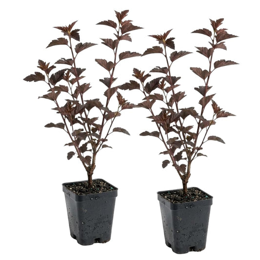2 Live Ninebark Shrub Plant, 12-18" Tall in 2.5 Inch Pot, Easy to Grow, Resilient Flowering Foliage for Garden Rows and Landscapes