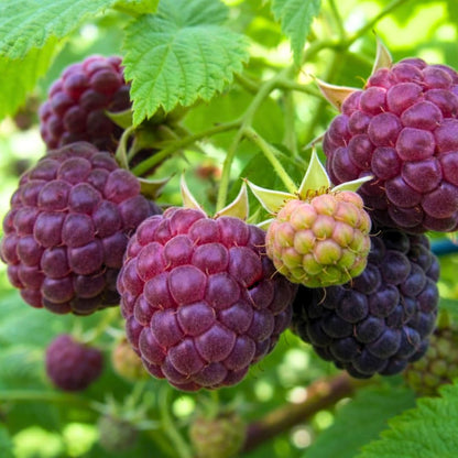 Set of 2 Raspberry Plants Live, Sweet Raspberry Bushes, 5-8 Inches Tall, Well-Rooted, Ready for Growing (Glencoe Raspberry)