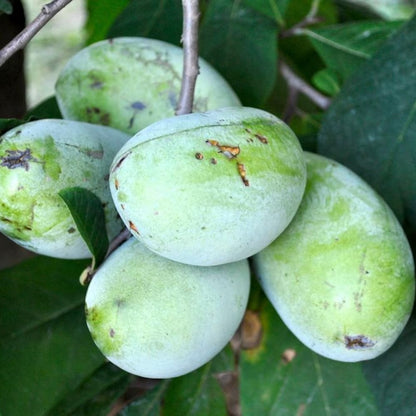 Pawpaw Tree Live Plant, 6-14 Inch Tall, Quart Pot, Cold Hardy Paw Paw Plant Live, Pawpaw Fruit Tree for Outdoor Planting