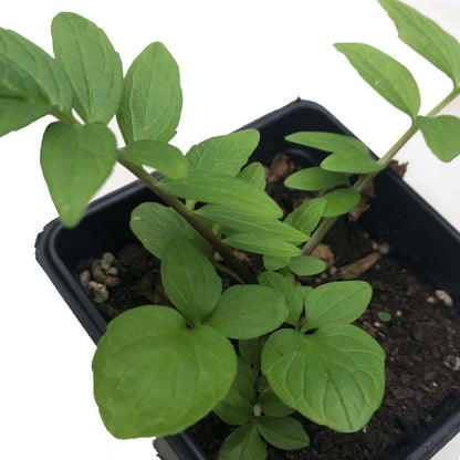 Smoke Camp Crafts Organic Valerian Herb Plant (Valeriana officinalis) Live Plant in 2.5-inch Pot - All-heal, Garden Heliotrope, Garden Valerian
