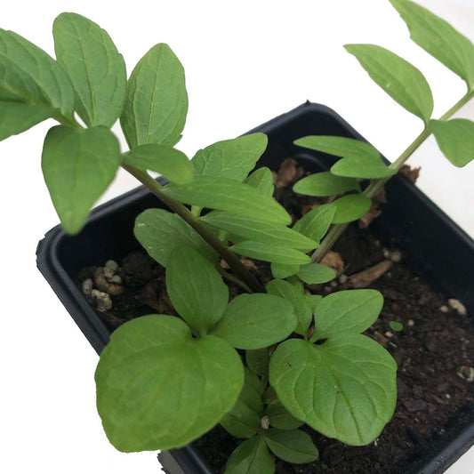 Smoke Camp Crafts Organic Valerian Herb Plant (Valeriana officinalis) Live Plant in 2.5-inch Pot - All-heal, Garden Heliotrope, Garden Valerian